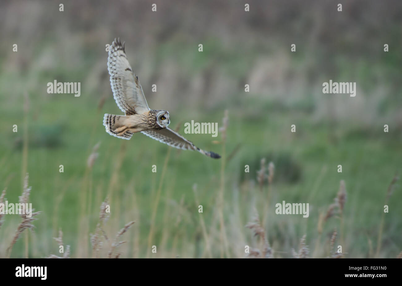 Short-eared Owl-Asio flammeus hunts. Winter. Uk Stock Photo
