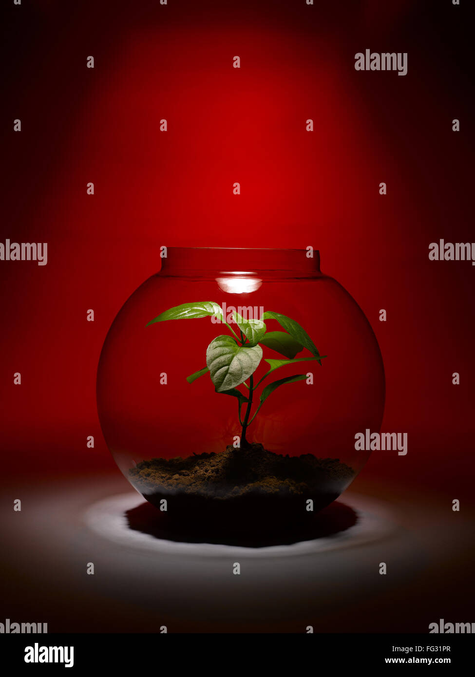 Plant growing inside glass bowl hires stock photography and images Alamy