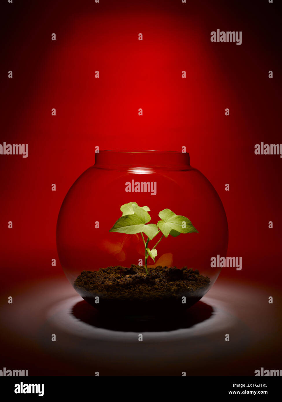 plant growing inside a glass bowl India Stock Photo