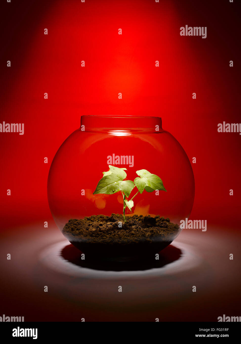 Plant growing inside glass bowl hires stock photography and images Alamy