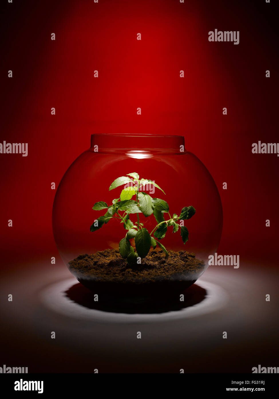 plant growing inside a glass bowl India Stock Photo Alamy