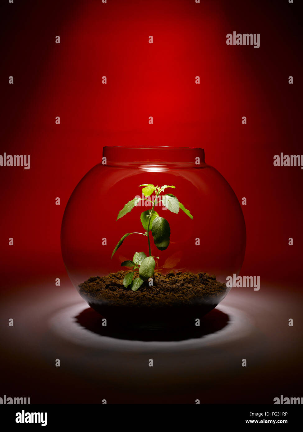 Plant growing inside glass bowl hires stock photography and images Alamy