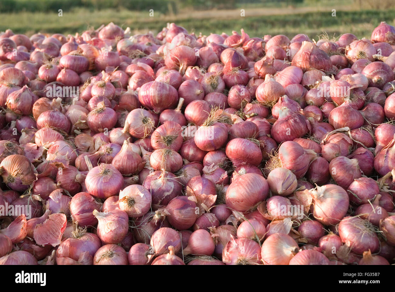 Pile of red skinned onions allium cepa Stock Photo