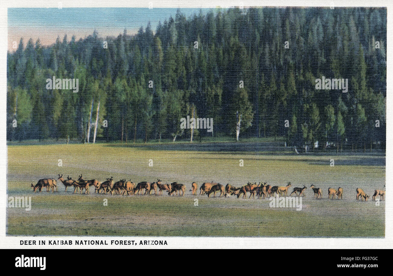 ARIZONA KAIBAB FOREST. /nDeer grazing at Kaibab National Forest in
