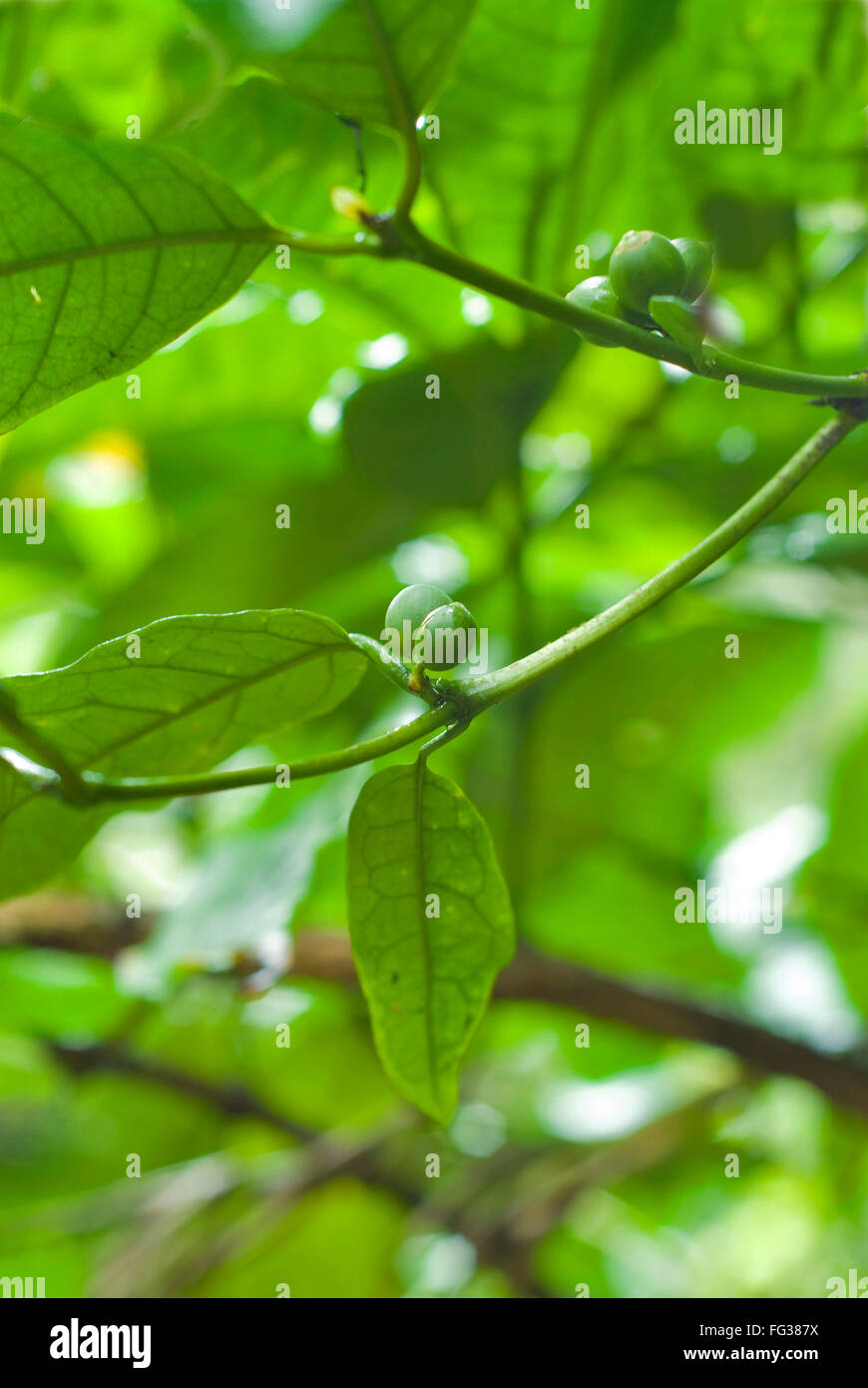 Green coffee beans and leaves on trees ; Madikeri ; Kodagu near