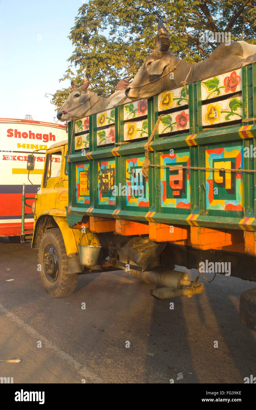 Cows board on painted truck at Highway ; Bangladesh Stock Photo