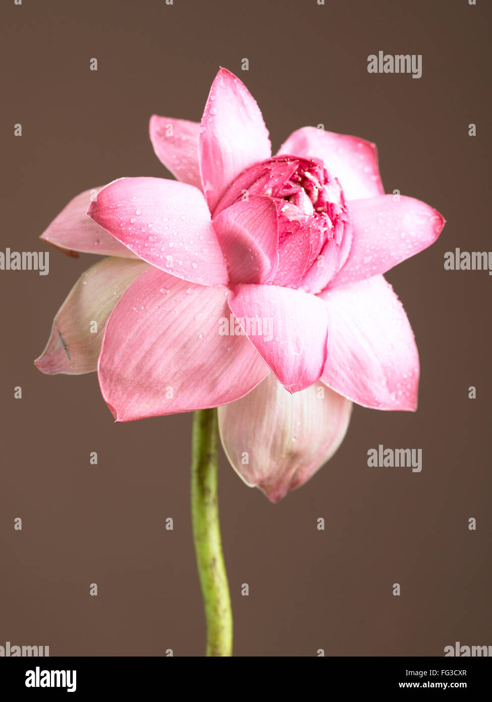 Pink lotus the national flower of india hi-res stock photography and ...