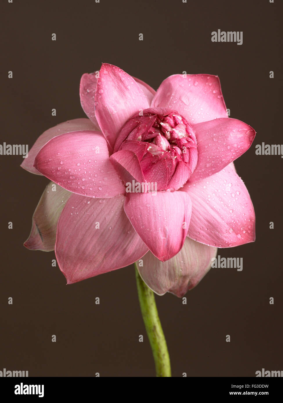 Pink lotus the national flower of india hi-res stock photography and ...