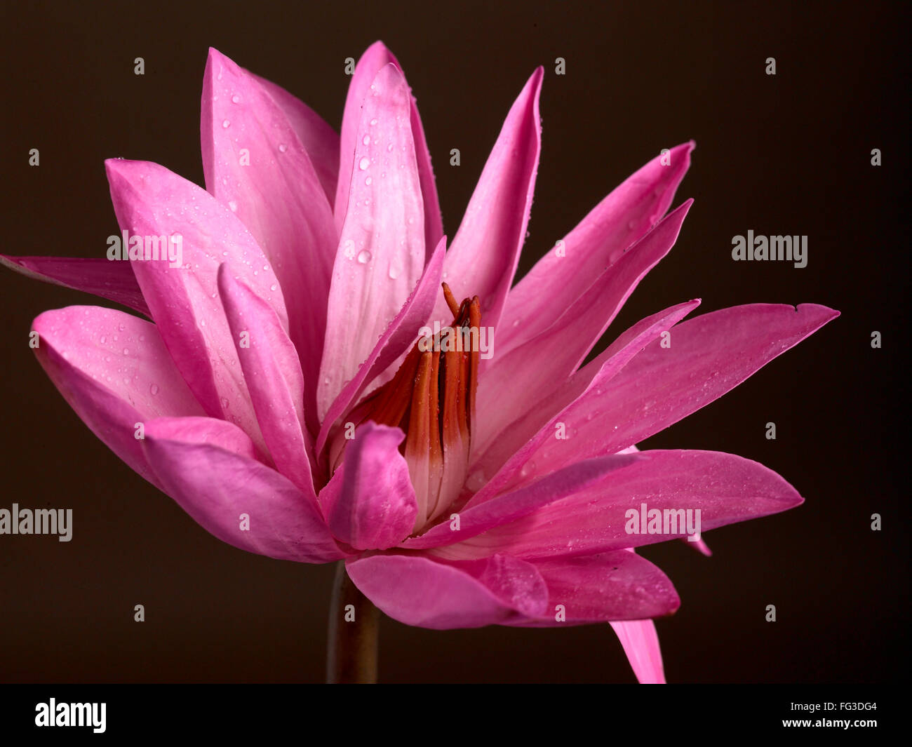 Pink lotus the national flower of india hi-res stock photography and ...