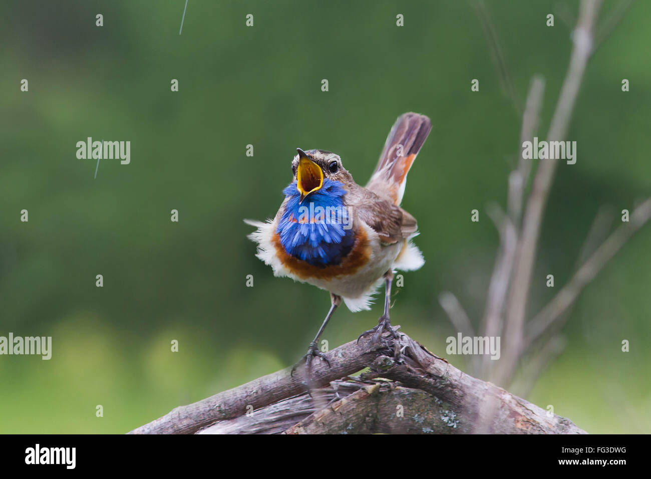 Bird Animal Is One Beautiful Male Bluethroat Nightingale Sings The Stock Photo Alamy