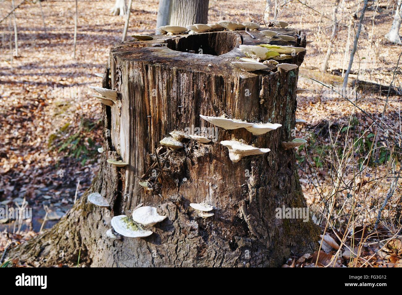 Mushrooms Growing On Tree Stump In Forest Stock Photo Alamy