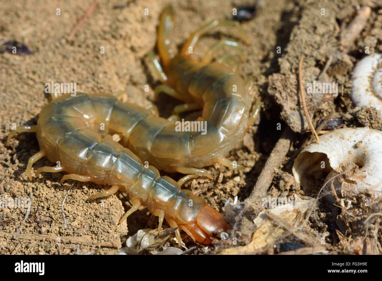 Centipede hunting among soil. A chilopod searching for invertebrate prey in Azerbaijan Stock Photo