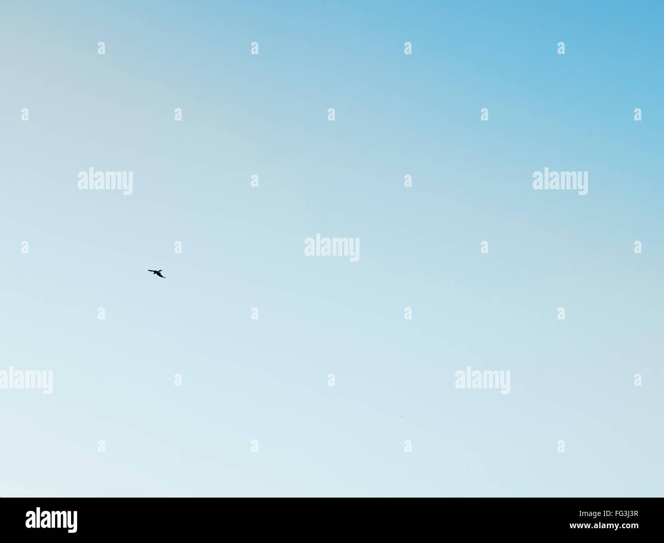 one bird flying in blue sky Stock Photo