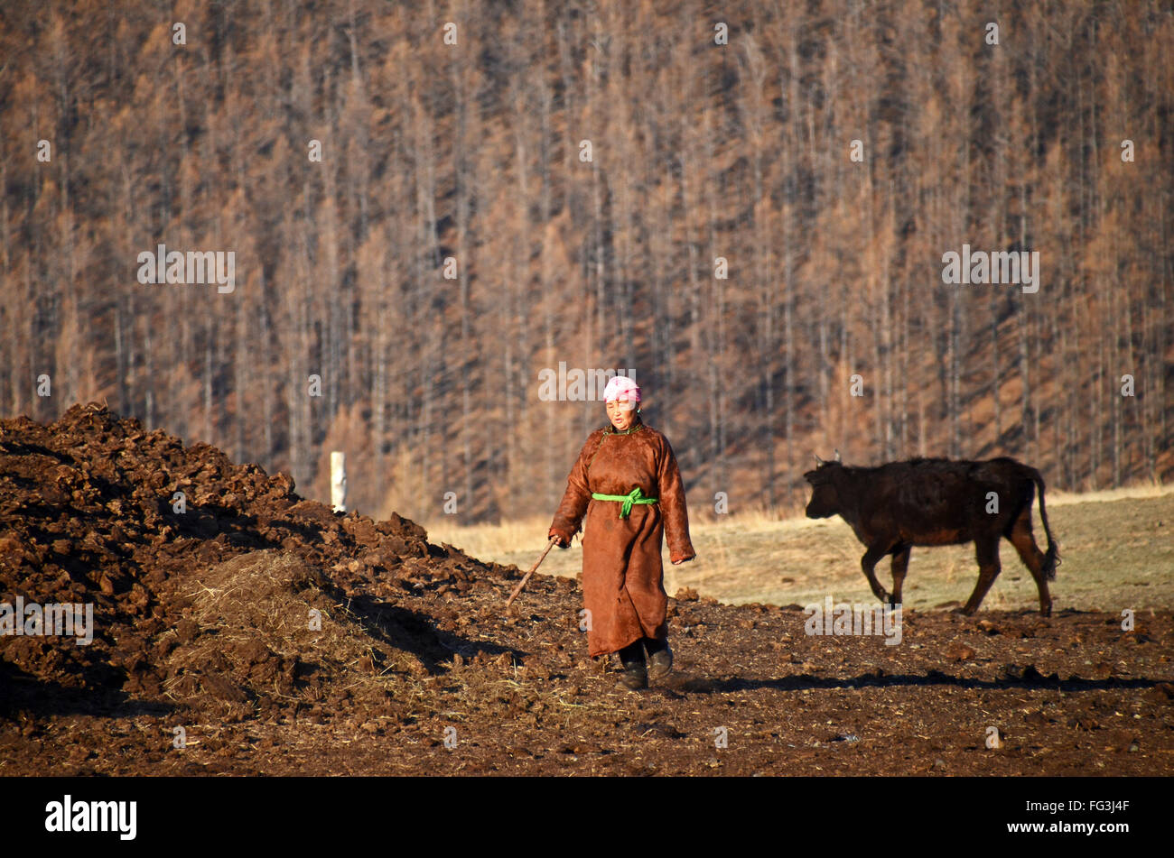 A Mongolian nomad woman in traditional dress herding livestock Stock ...