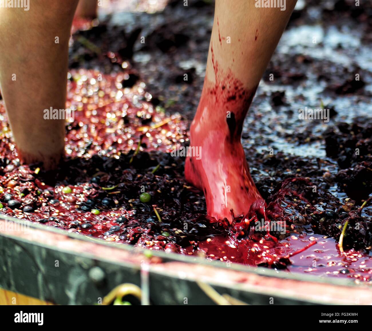 Low Section Of Person Stomping Grapes At Winery Stock Photo