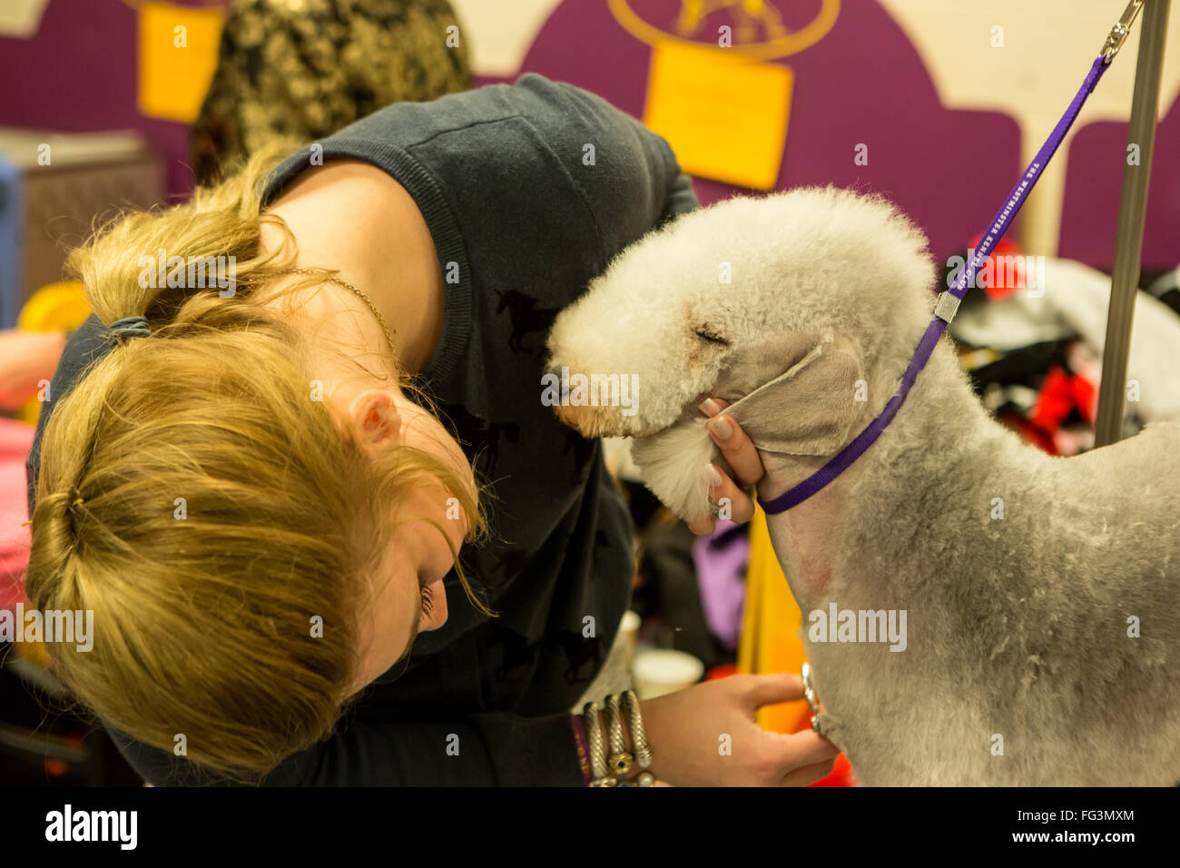 New York, USA. 16th February, 2016. 140th Westminster Kennel Club Dog
