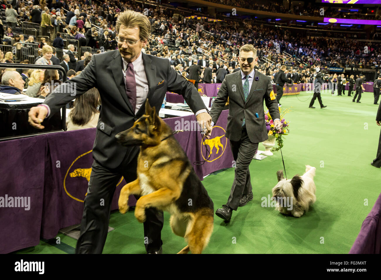New York, USA. 16th February, 2016. 140th Westminster Kennel Club Dog