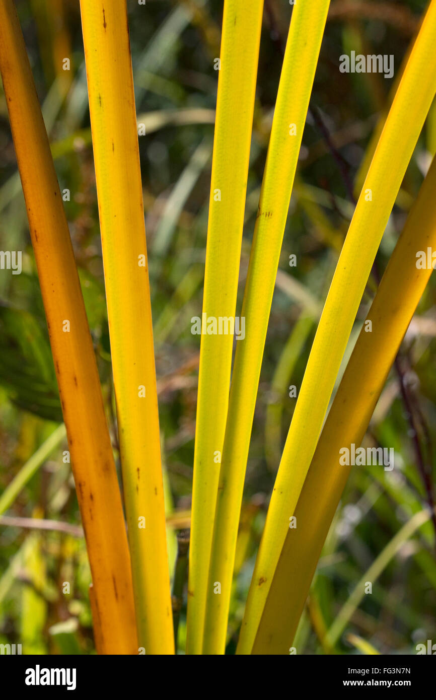 Close up of cattail fronds in Boise, Idaho, USA. Stock Photo