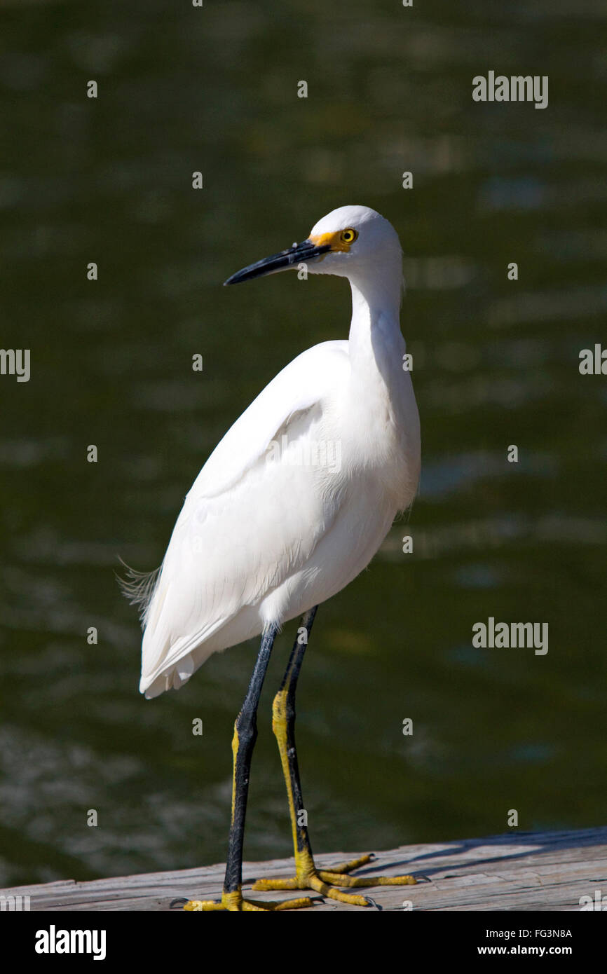 Snowy egret in Florida, USA. Stock Photo