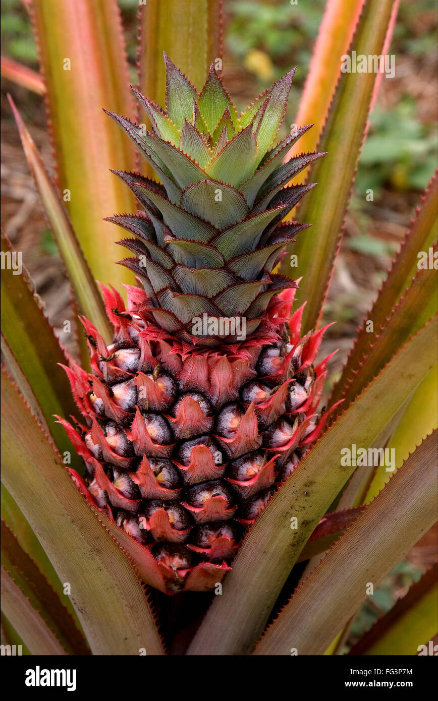 zanzibar africa front brown pineapple in the bush Stock Photo - Alamy