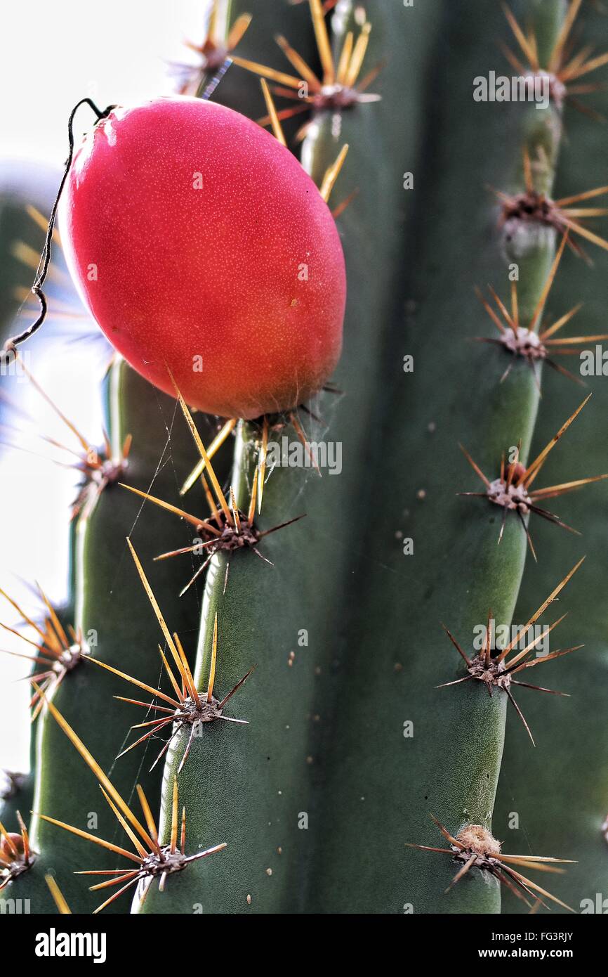 Close-Up Of Cactus Fruits Stock Photo - Alamy