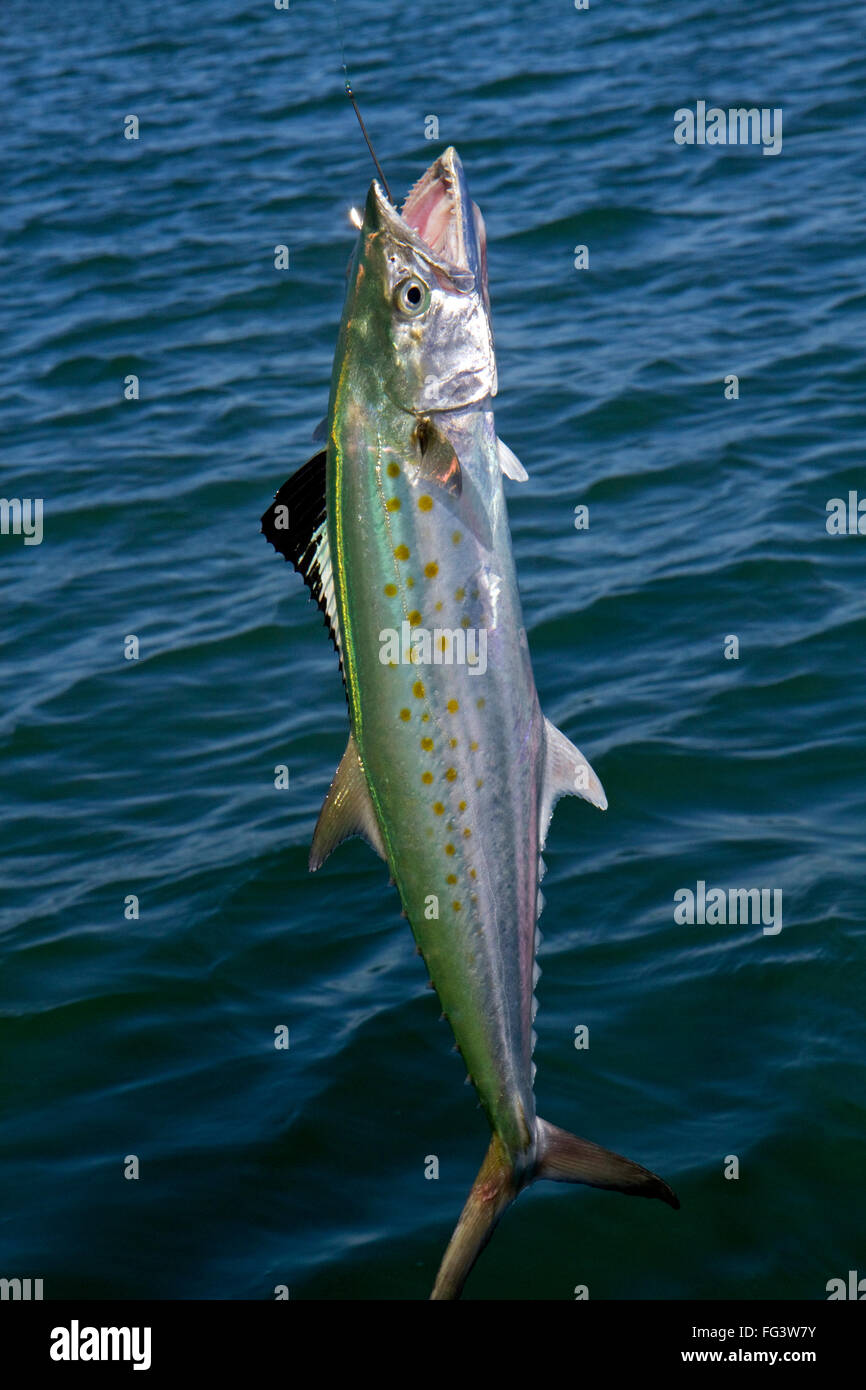 Line caught spanish mackerel in Florida, USA. Stock Photo