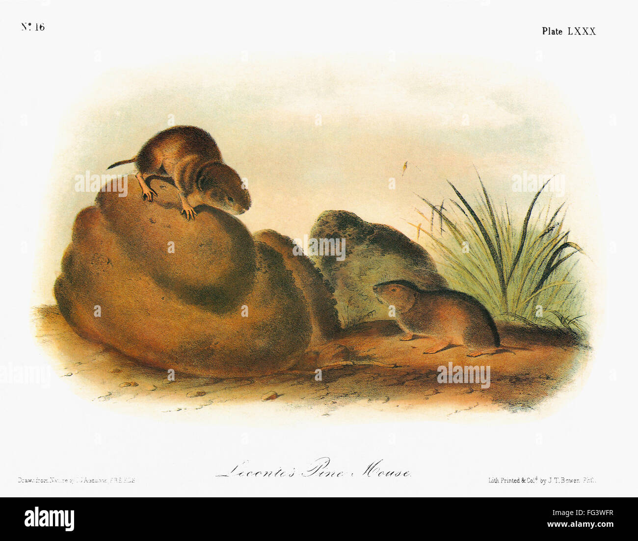 AUDUBON: VOLE. /nWoodland vole, or Leconte's pine mouse (Microtus pinetorum). Lithograph, c1851, after a painting by John James Audubon for his 'Viviparous Quadrupeds of North America.' Stock Photo