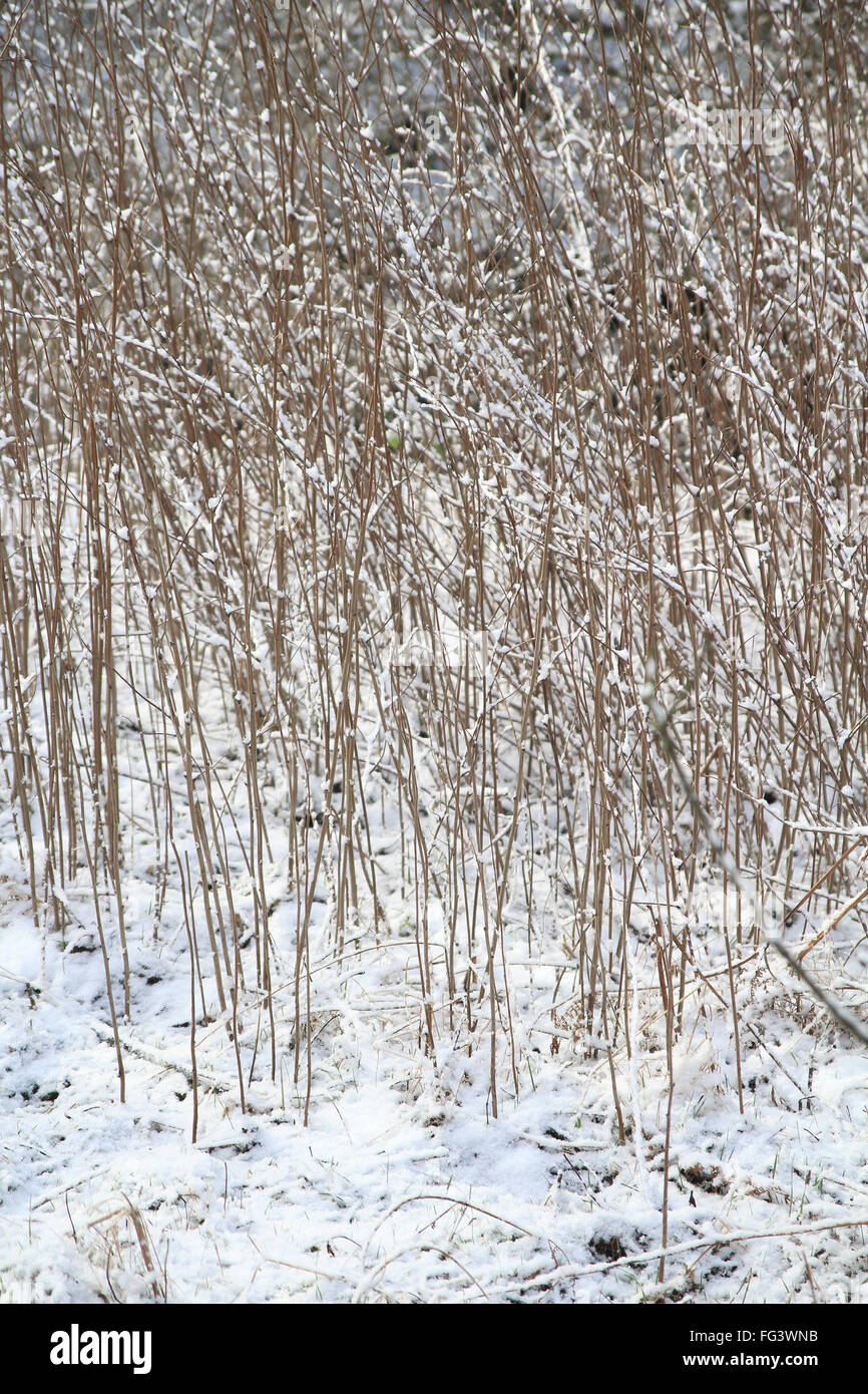 Blackberry bush winter hires stock photography and images Alamy
