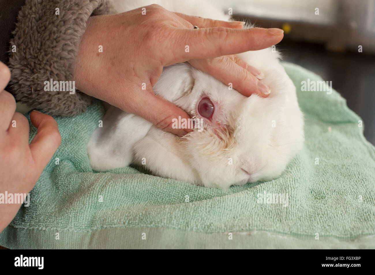 Checking an infected rabbit's eye Stock Photo Alamy