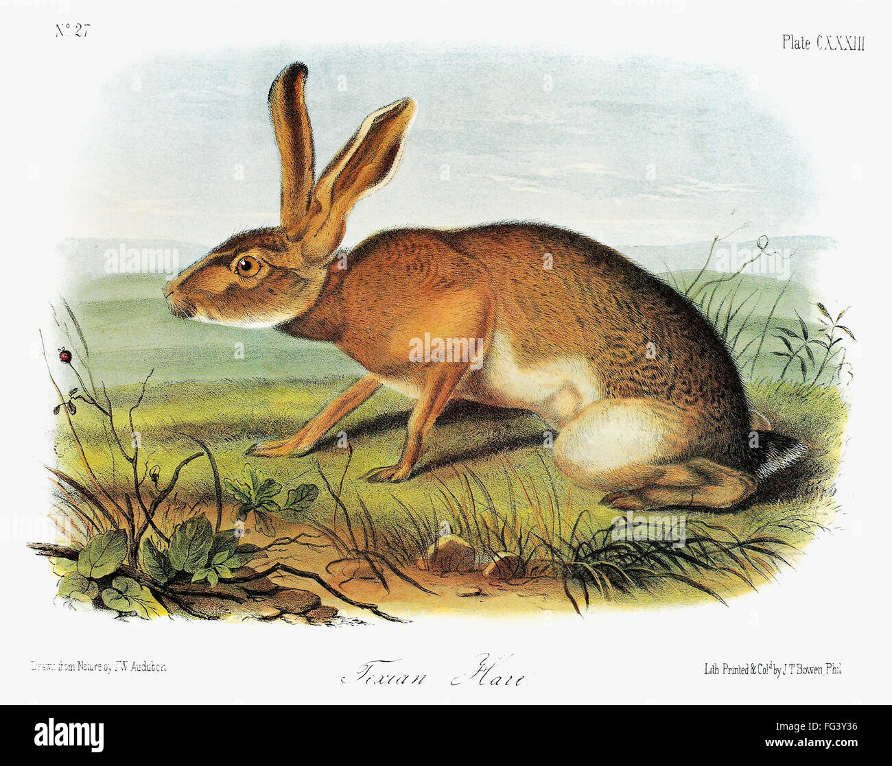AUDUBON: RABBIT. /nTexas jackrabbit (Lepus californicus texianus), a ...
