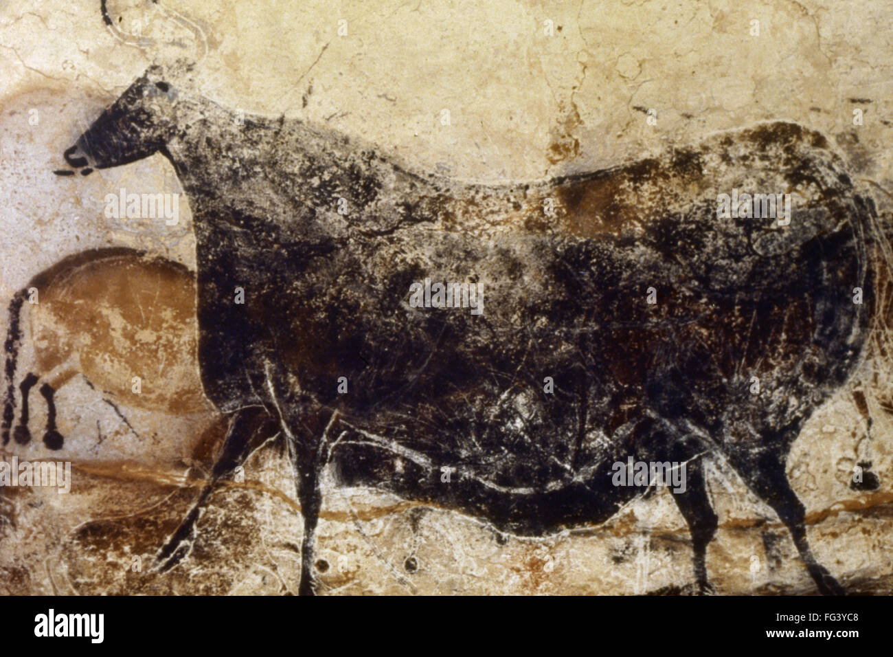 CAVE ART: LASCAUX. /nPainting of a large black cow, from the Cave of Lascaux in Montignac, France, c15,000 B.C. Stock Photo