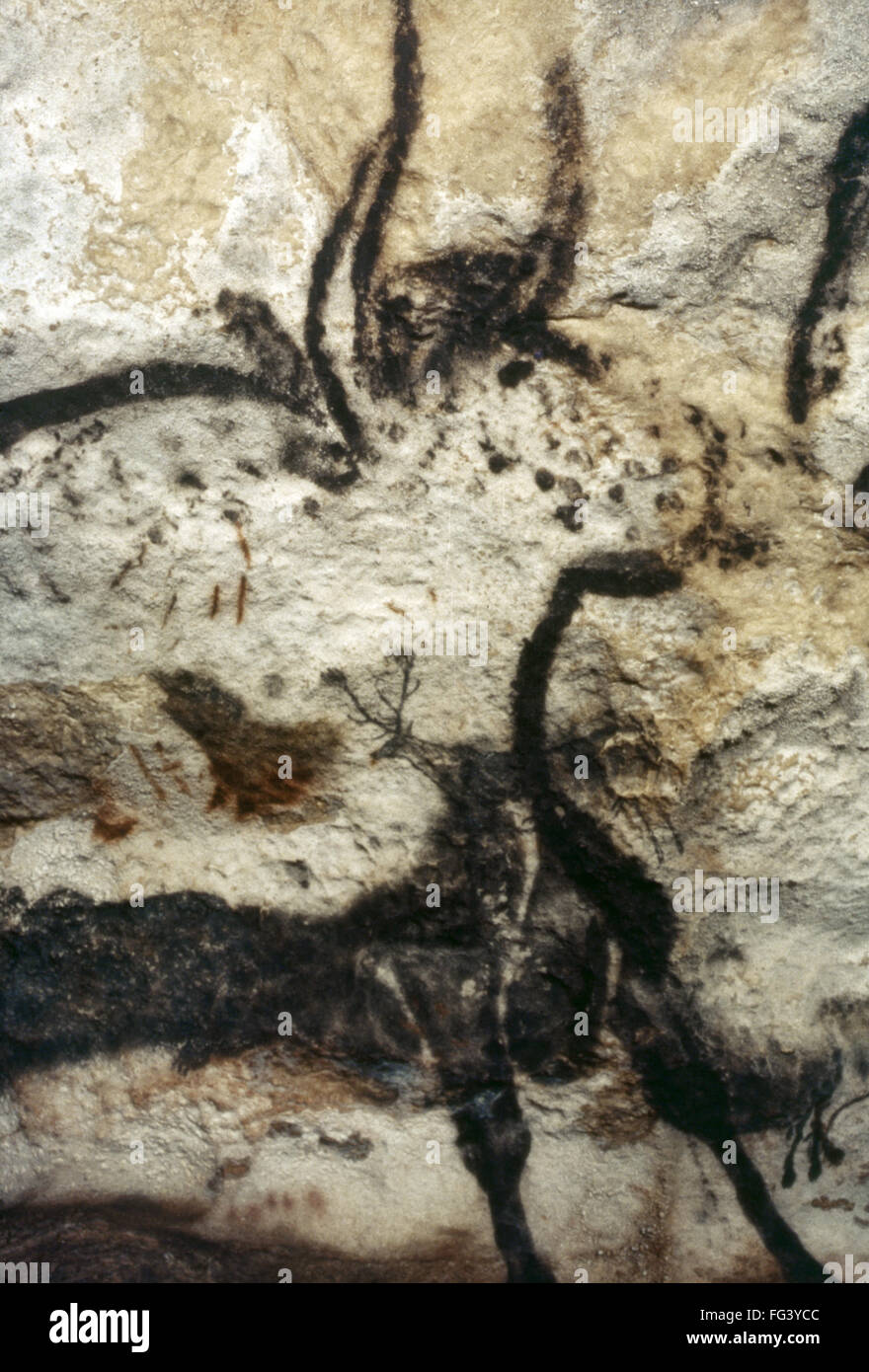 Cave Art: Lascaux.  Npainting Of A Bull, At The Cave Of Lascaux In 