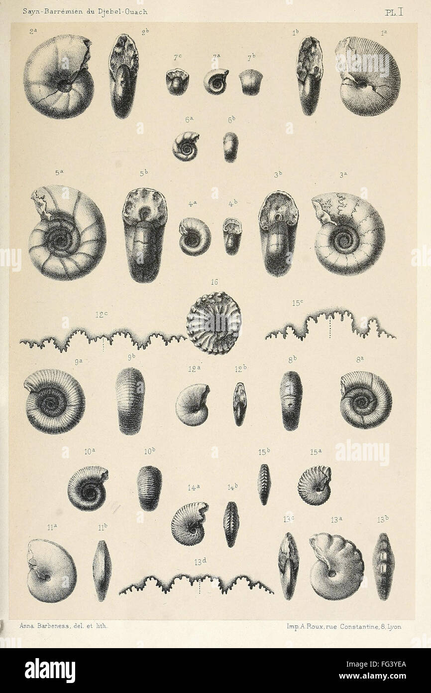 FOSSILS: AMMONITES. /nVarious ammonites found at Djebel Ouasch, Algeria. Lithograph, c1890. Stock Photo