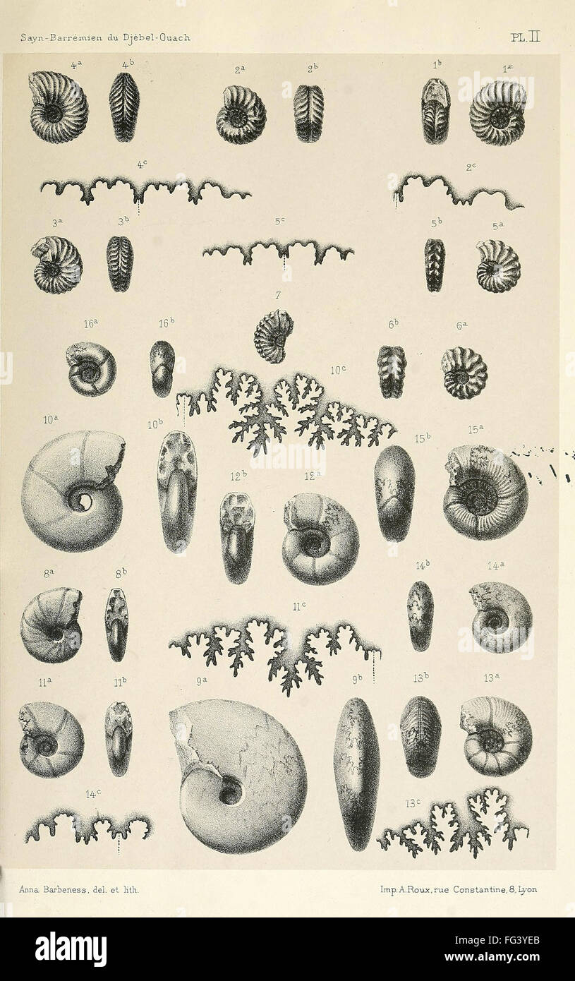 FOSSILS: AMMONITES. /nVarious ammonites found at Djebel Ouasch, Algeria. Lithograph, c1890. Stock Photo
