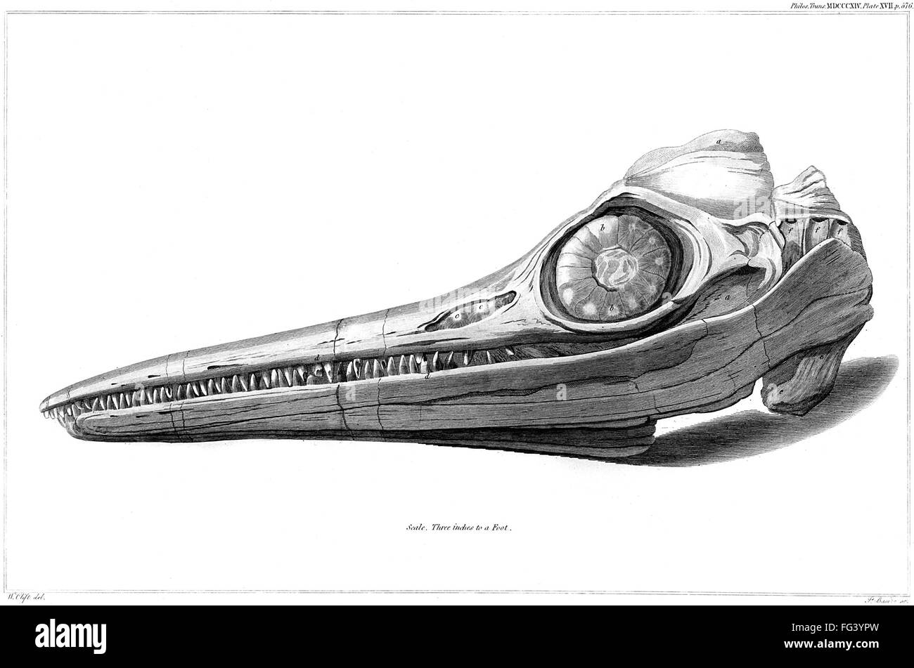 ICHTHYOSAUR, 1812. /nThe fossil skull of an ichthyosaur discovered by Joseph Anning and Mary Anning in 1812. Engraving, 1814. Stock Photo