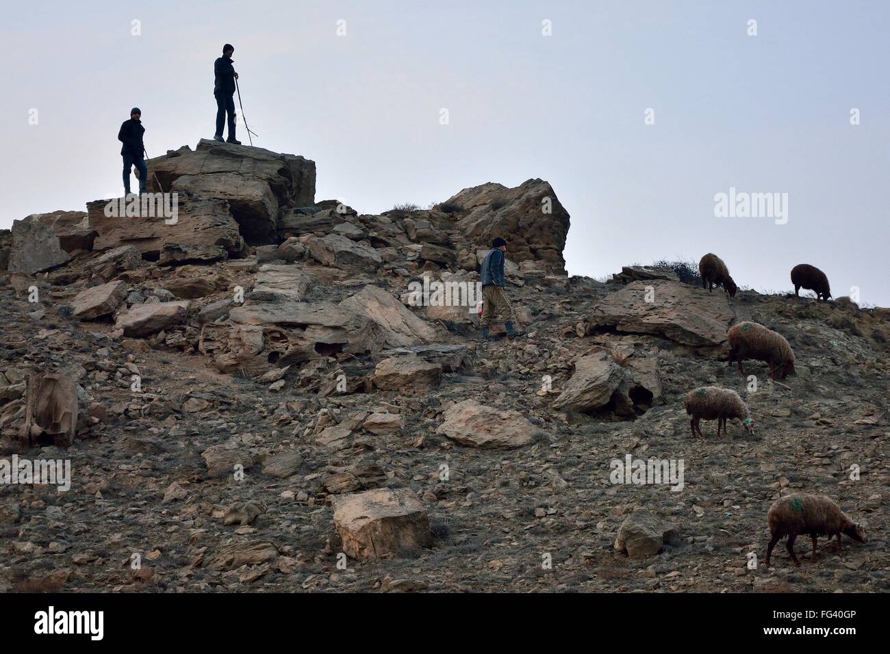 Azerbaijani shepherds looking over sheep. A traditional way of life remains for herdsmen in Lokbatan Stock Photo