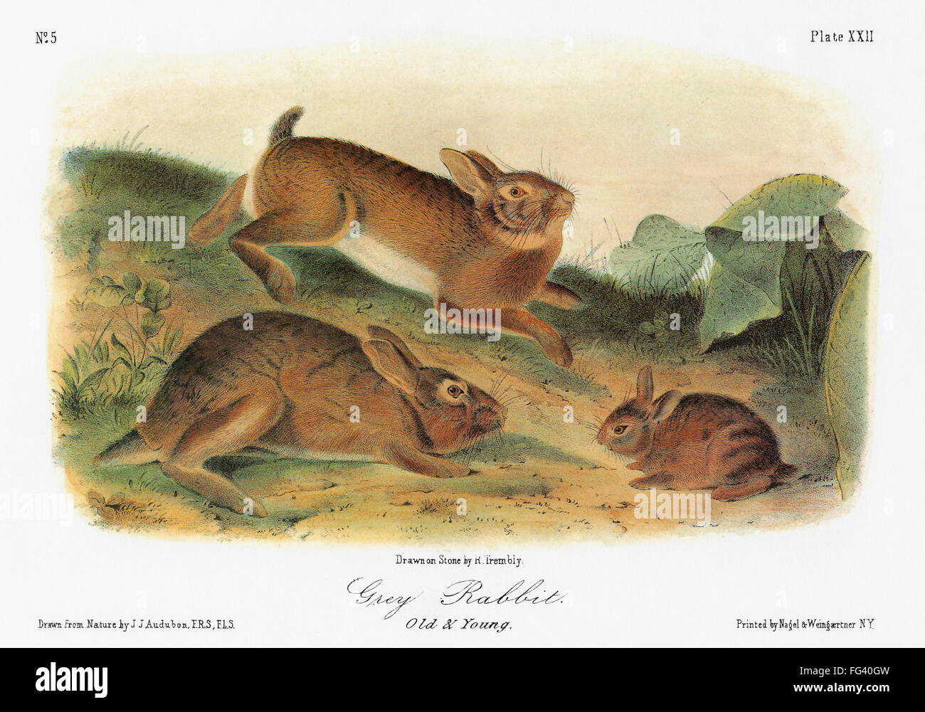 AUDUBON: RABBIT. /nEastern cottontail (Sylvilagus floridanus ...