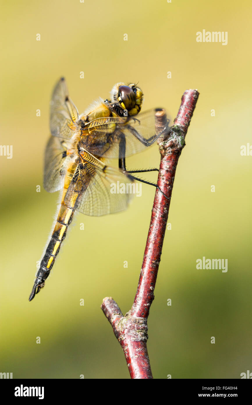 Four spotted chaser dragonfly perched on a twig waiting for dinner. Clean background, portrait orientation. Stock Photo