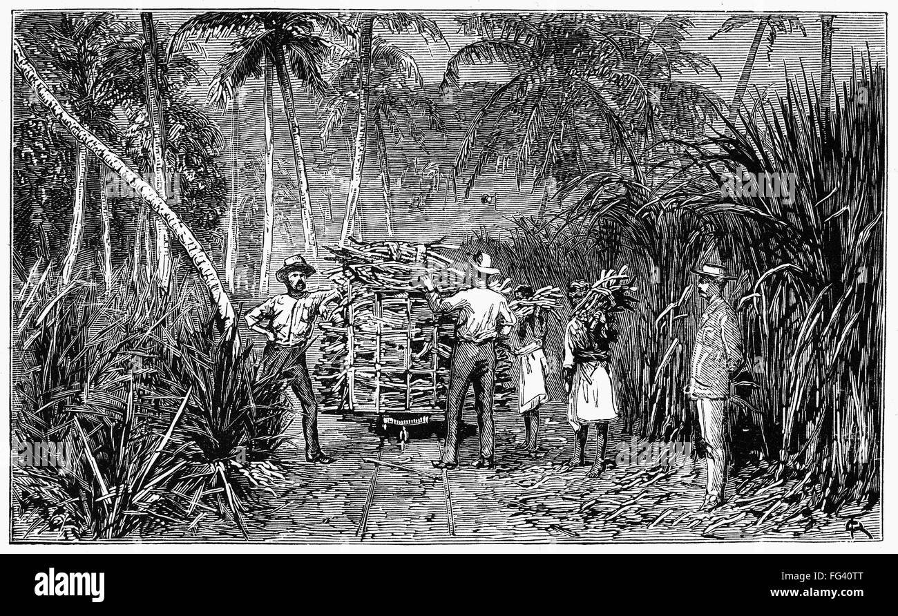 FIJI SUGAR FIELD, 1885. /nWorkers loading up harvested sugar cane at a