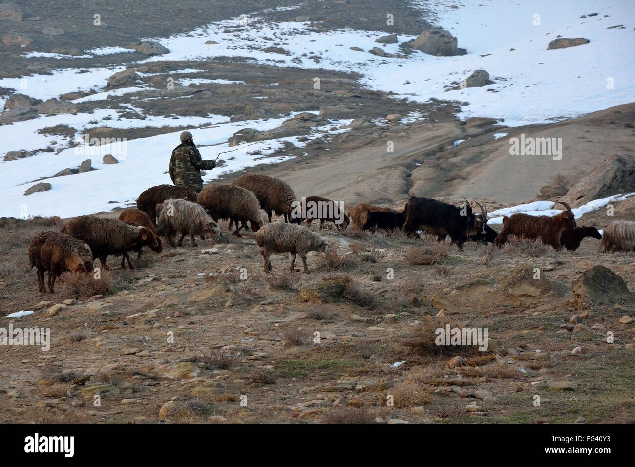 Azerbaijani shepherd holding stick among goats and sheep, with snow. A traditional way of life remains for herdsmen in Lokbatan Stock Photo