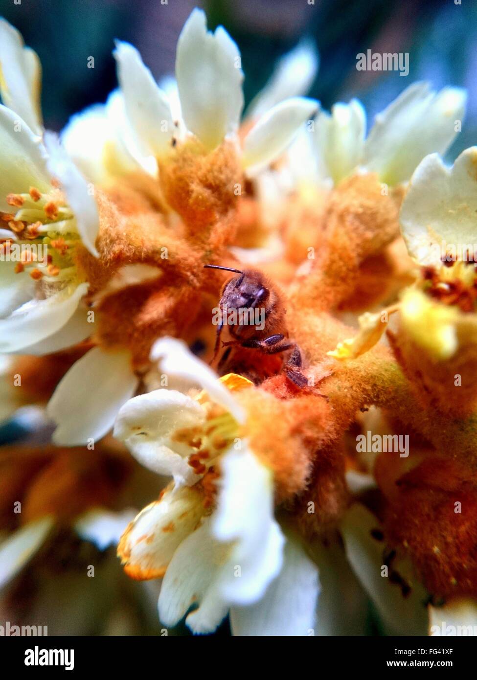 Close-Up Of Bee On White Flowers Stock Photo