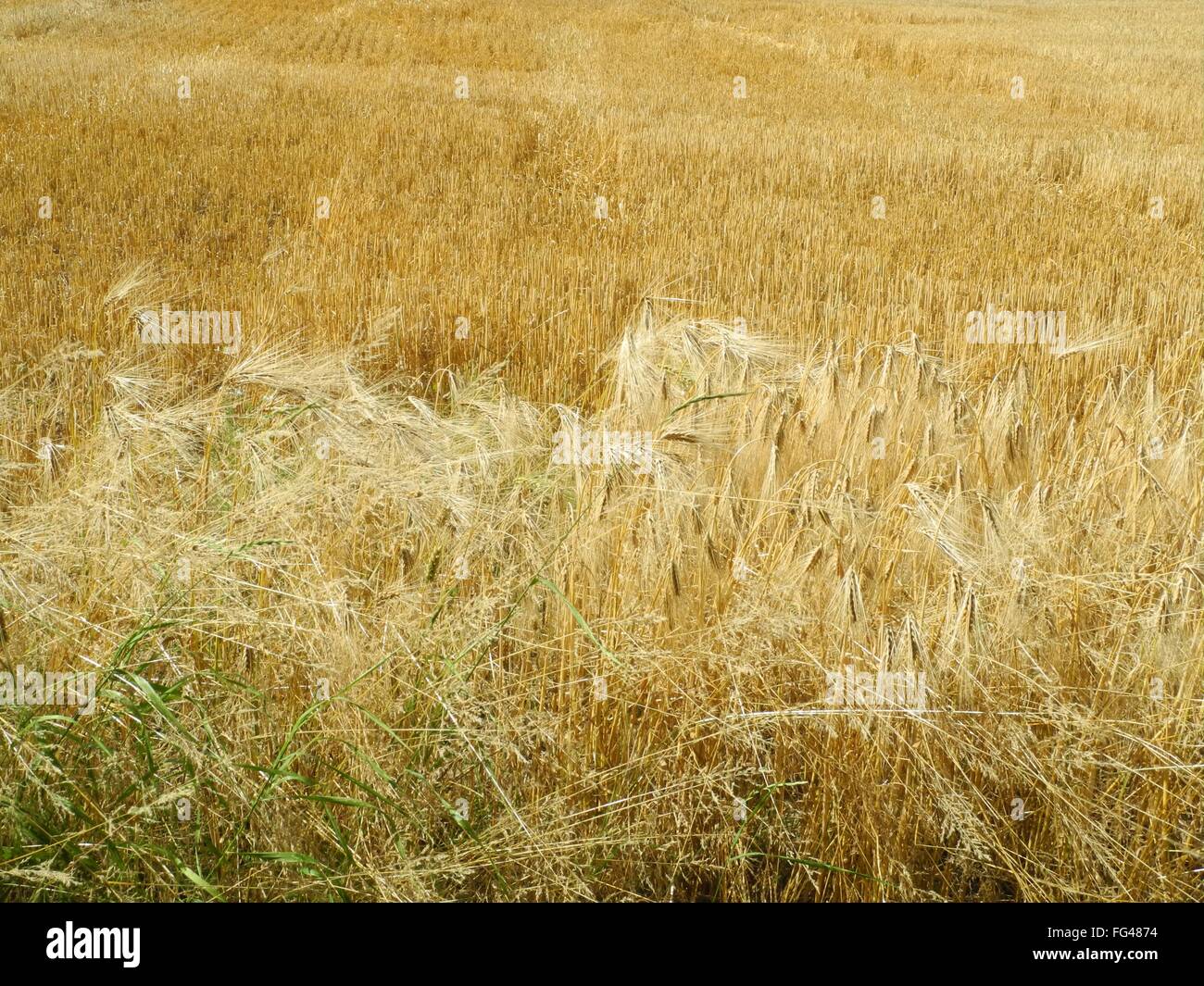 Crops Growing On Field Stock Photo Alamy crops-growing-on-field-stock-photo-alamy