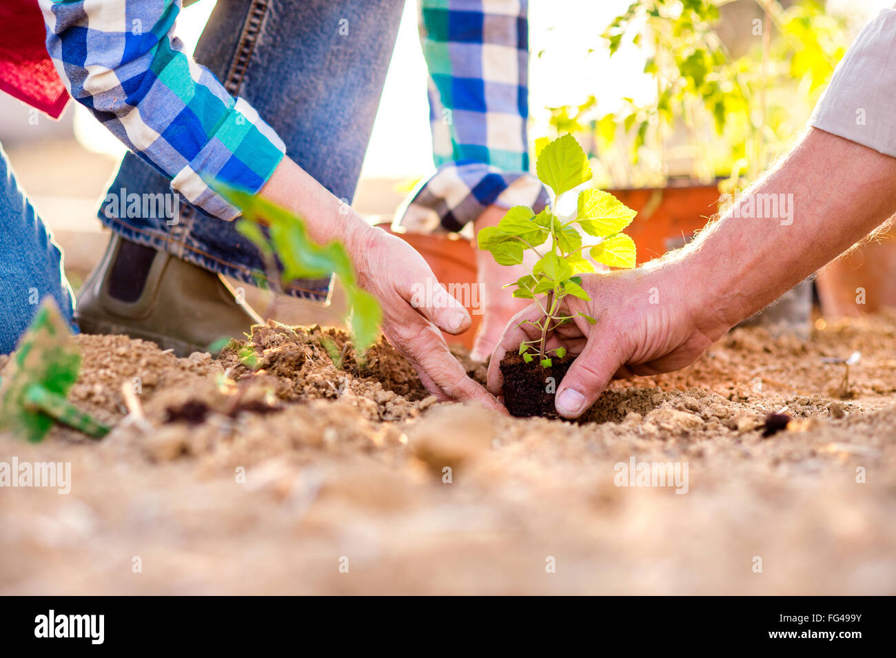 Close up of hands, senior couple planting little seedling Stock Photo