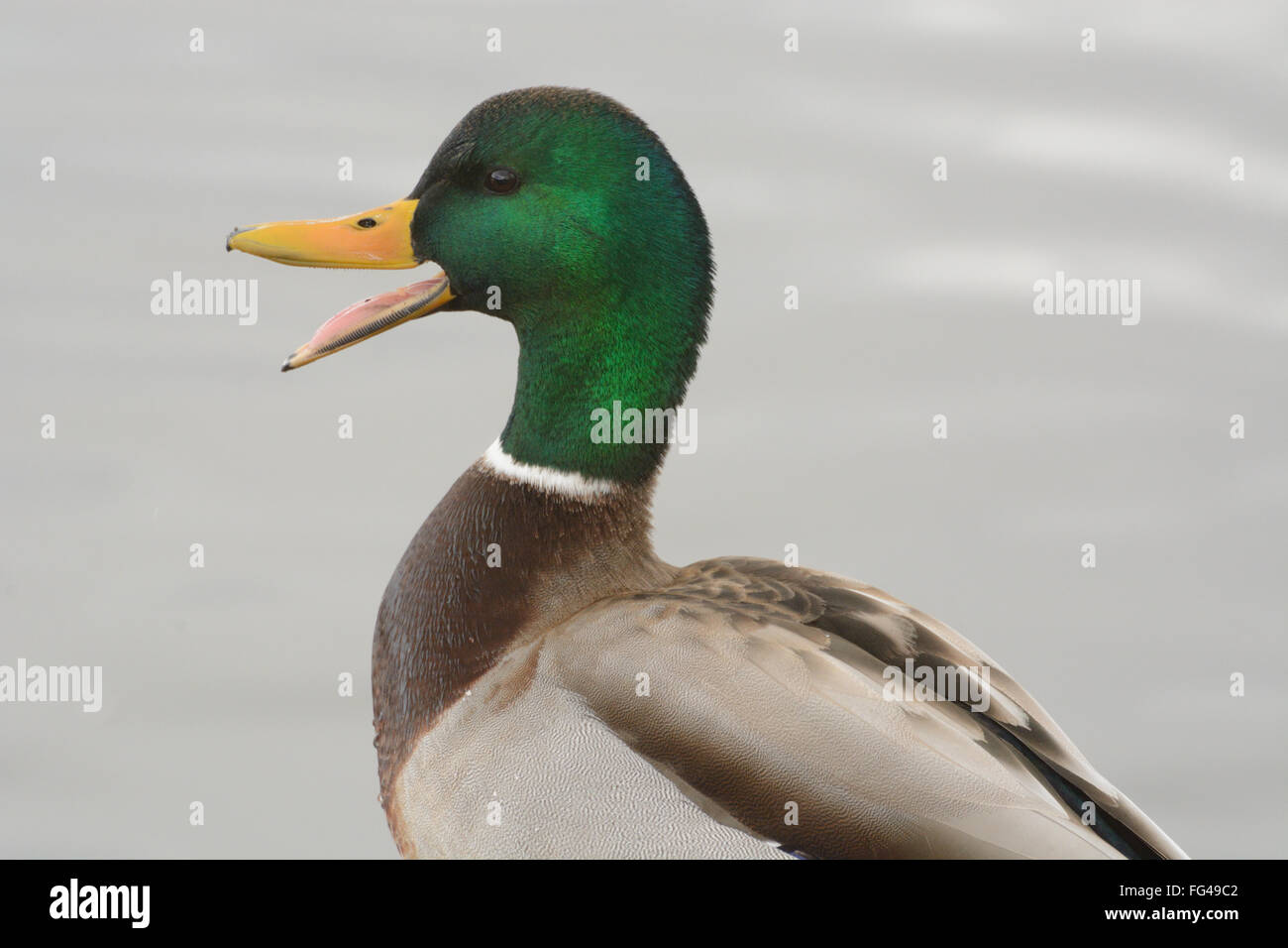 Portrait of quacking Mallard duck drake Stock Photo