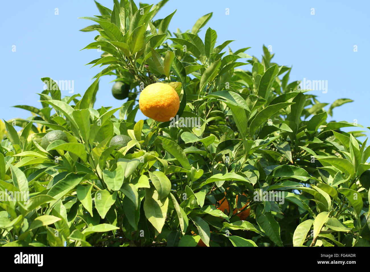 Ripe yellow fruit on Yuzu Japanese lemon bush Stock Photo Alamy