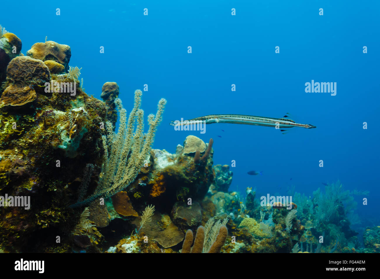 Atlantic Trumpetfish, Aulostomus maculatus, swimming near coral reef on ...