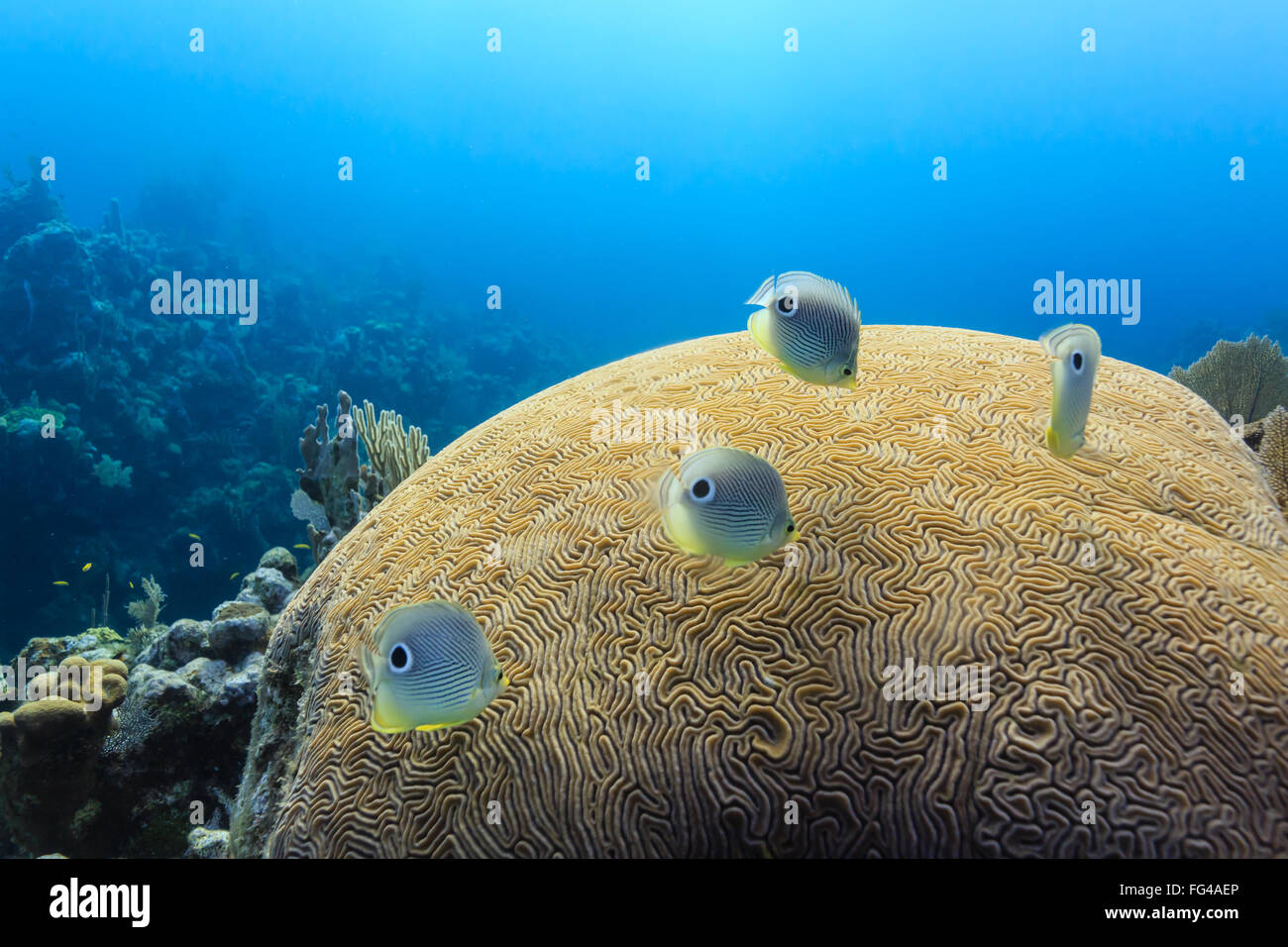 Foureye Butterflyfish chaetodon capistratus swimming above brain coral on coral reef Stock Photo
