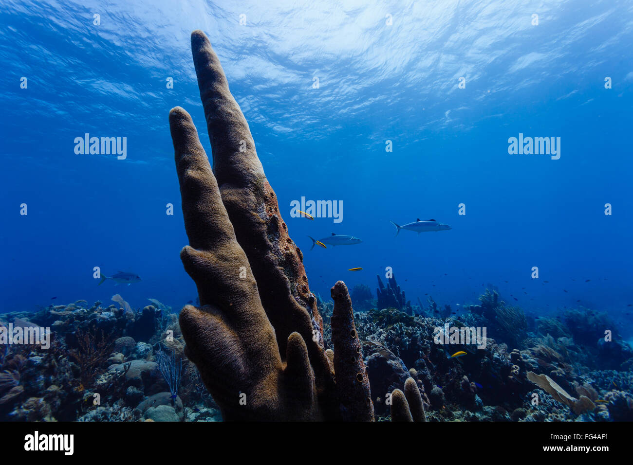 Close-up of tall tube sponge, Cero, on coral reef. Stock Photo