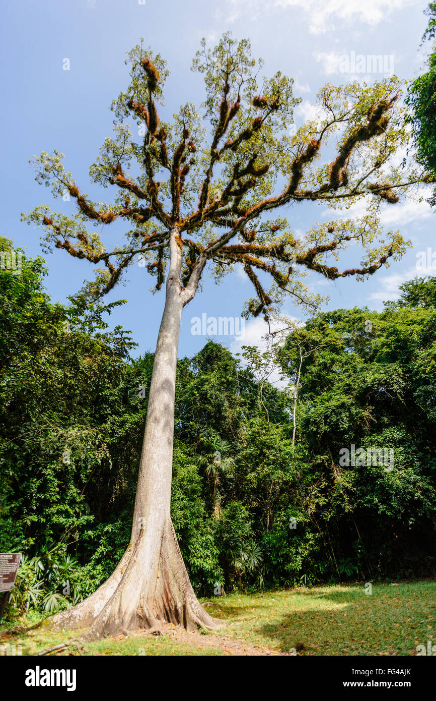 Mayan Ceiba tree, Tikal, Guatemala Stock Photo - Alamy