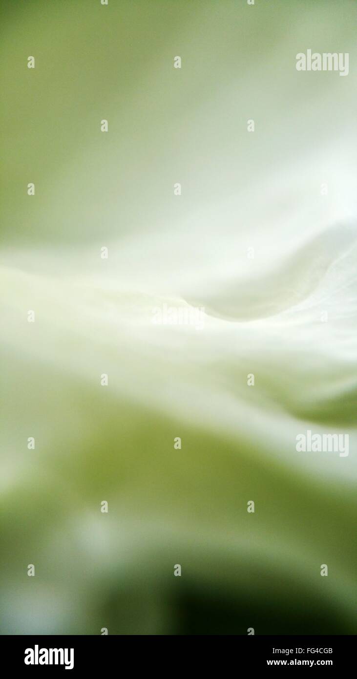 Extreme Close-Up Of Flower Petal Stock Photo